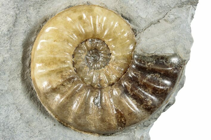 Jurassic Ammonite (Asteroceras) Fossil - Dorset, England #279474